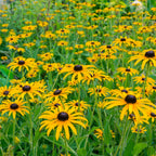  Collection De 15 Plantes Vivaces - 2 M²