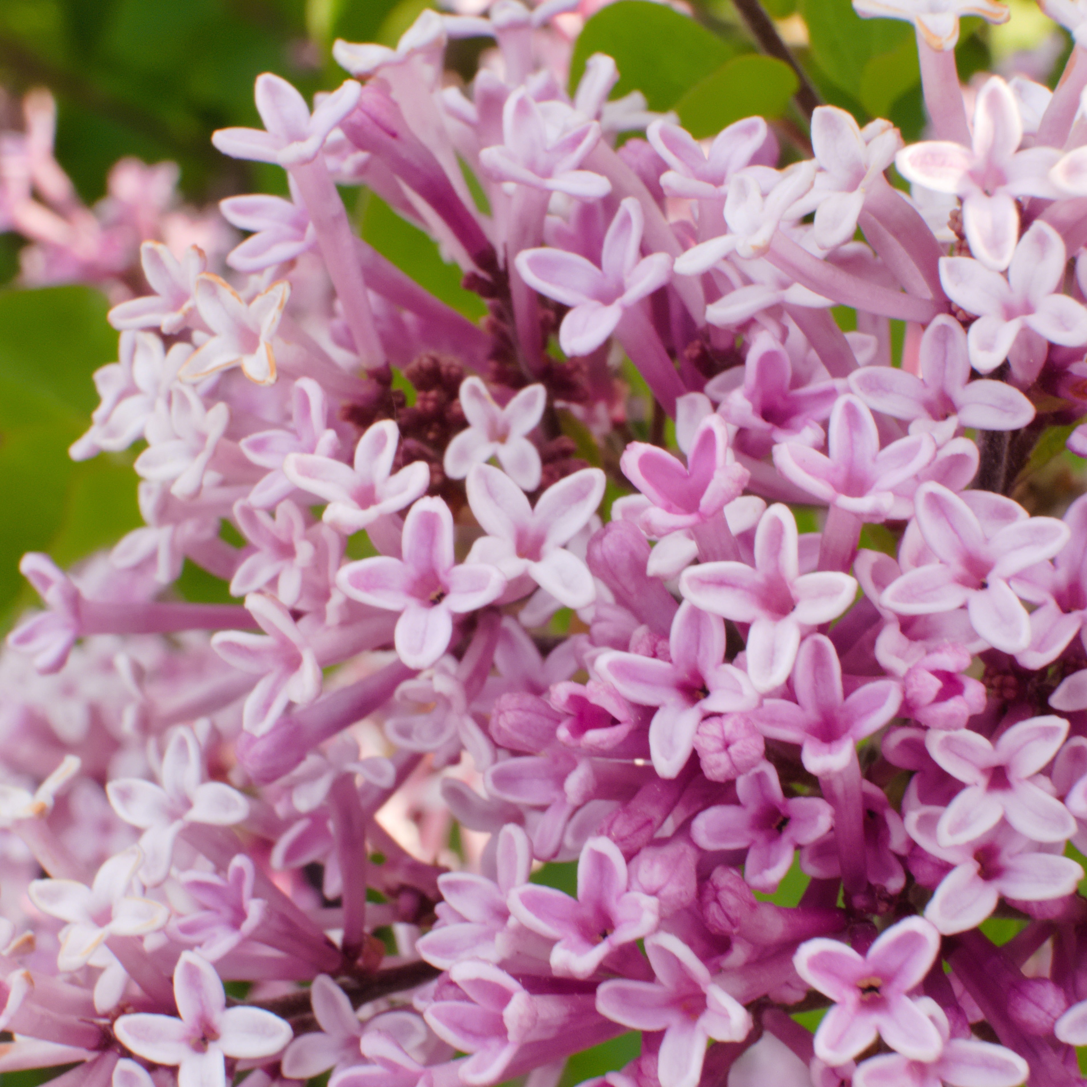 Lilas Palibin Sur Tige