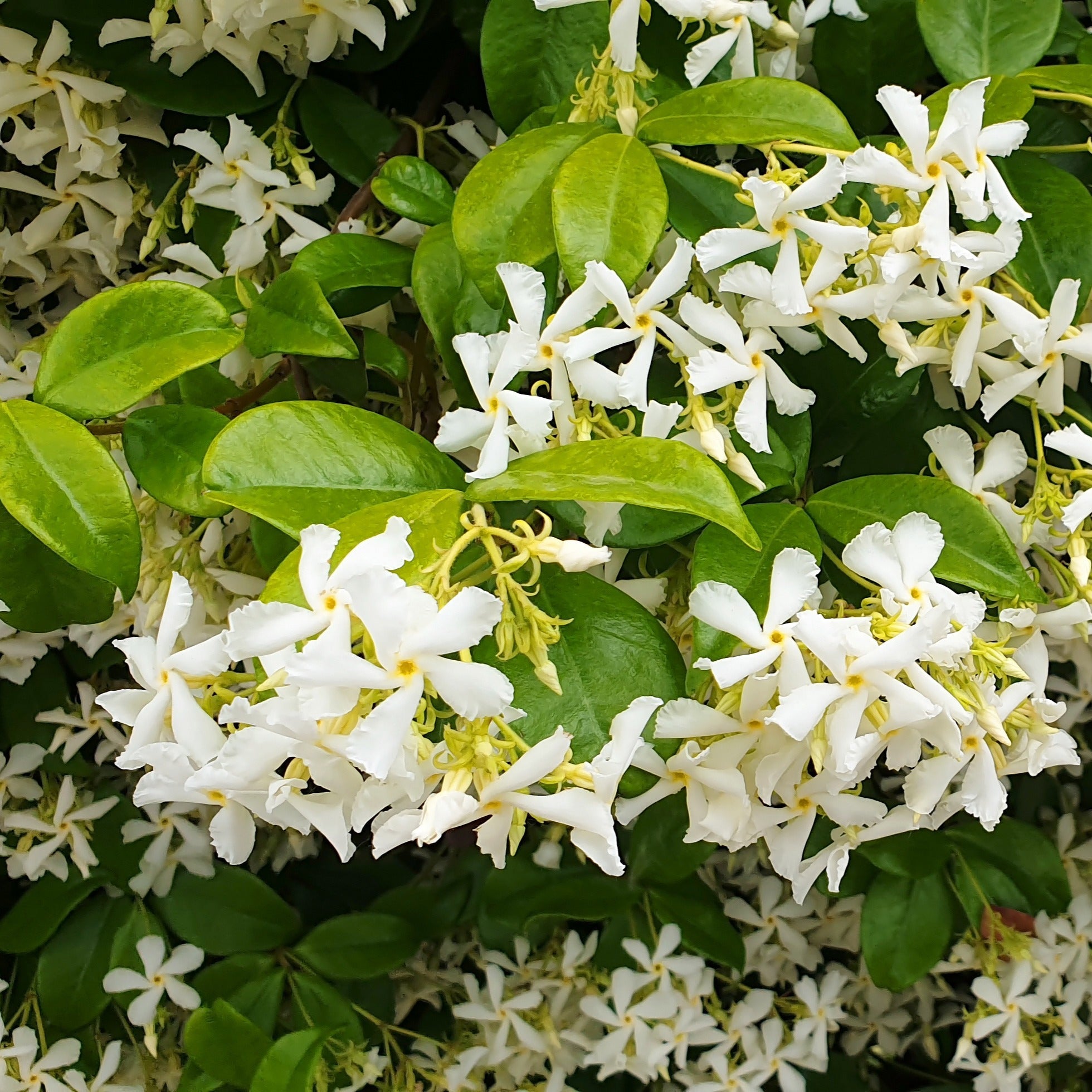  Collection De 3 Plantes Grimpantes à Floraisons Abondantes