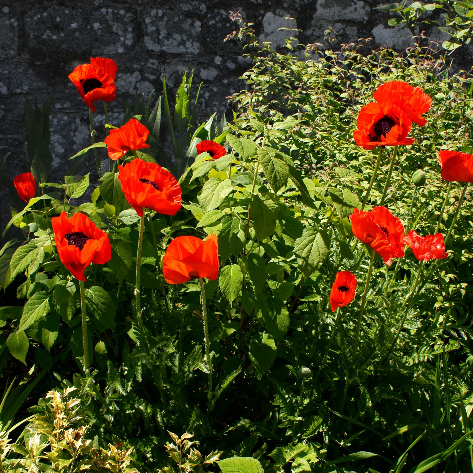  3 Pavots D'Orient Beauty Of Livermere