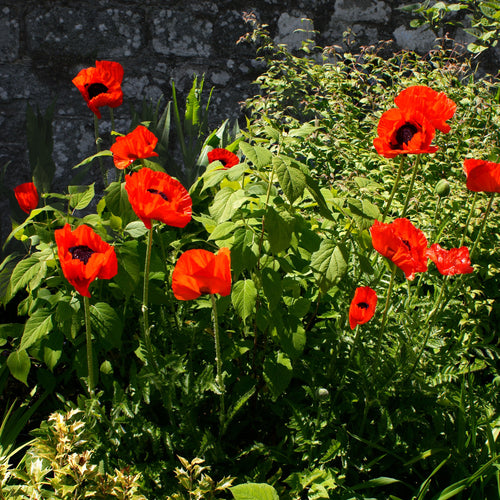  3 Pavots D'Orient Beauty Of Livermere