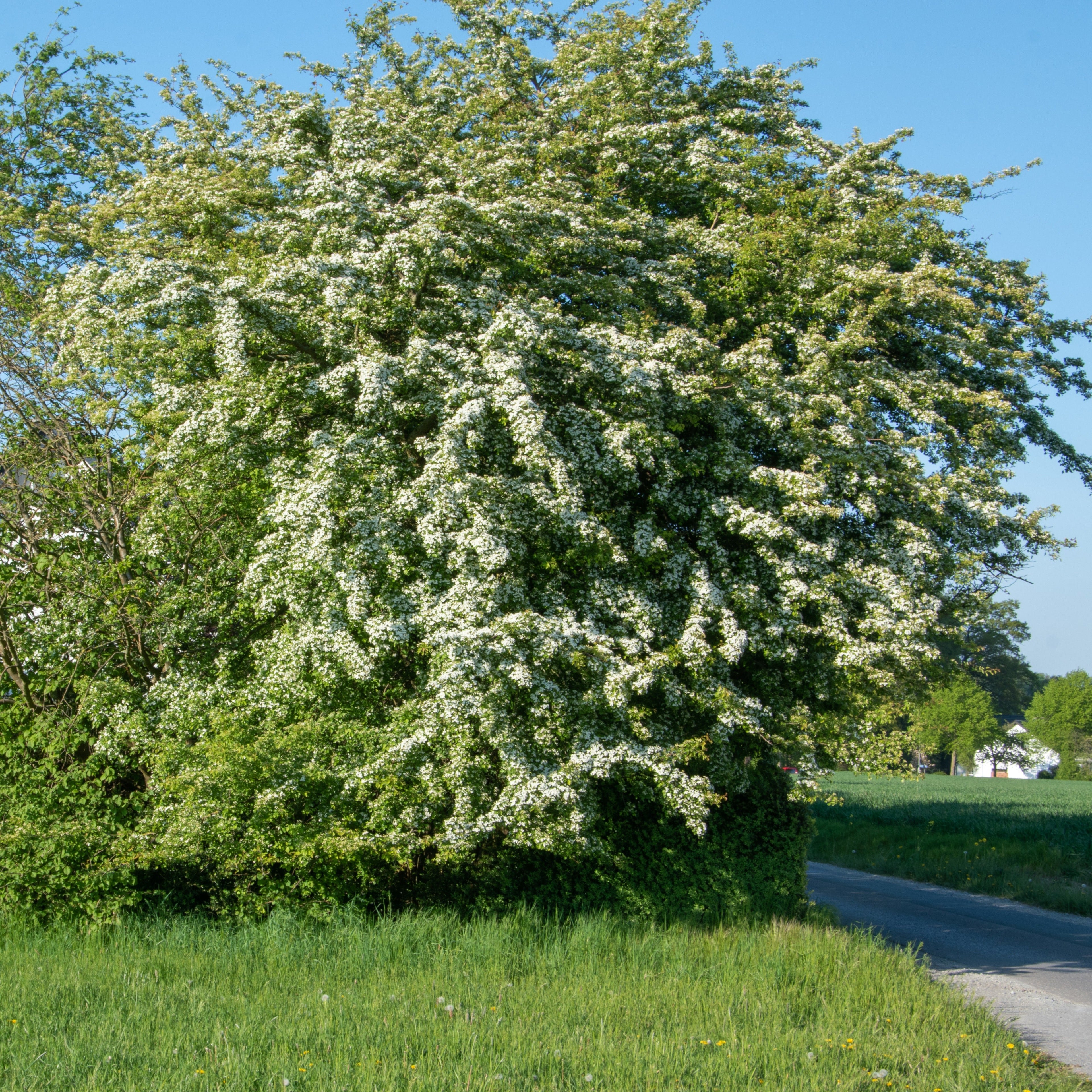  Aubépine