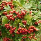  Aubépine