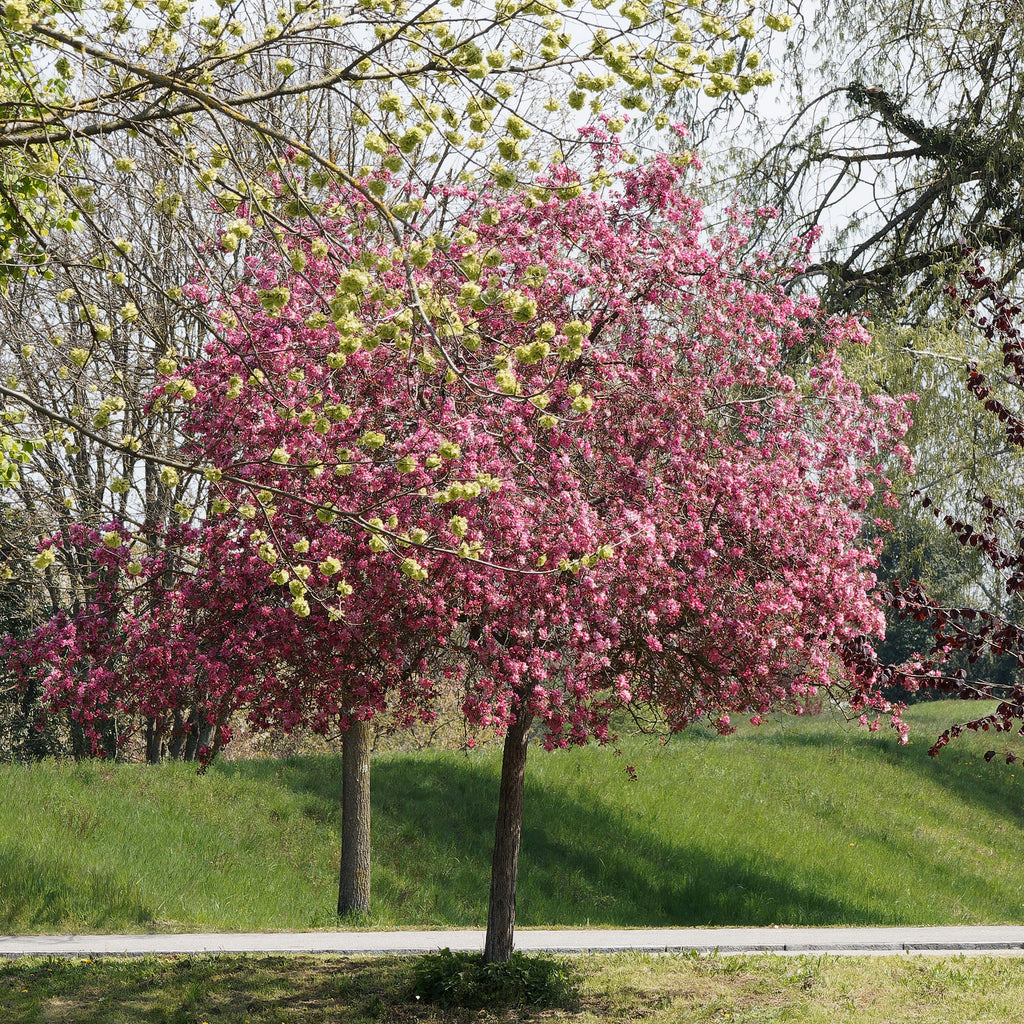  Pommier D'ornement Liset