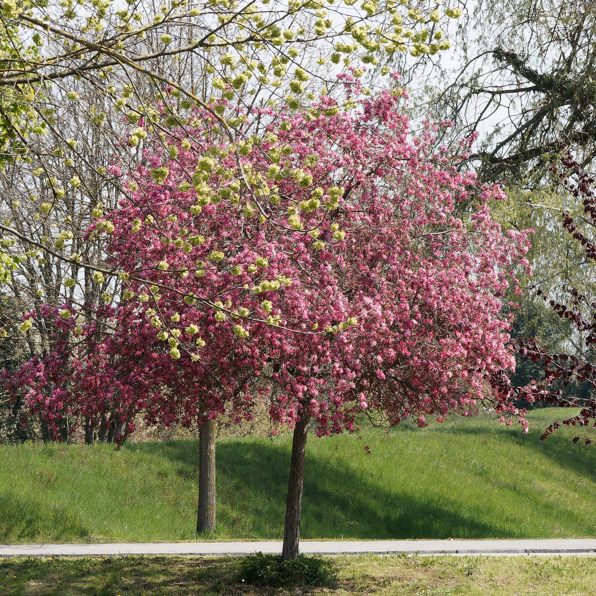  Pommier D'ornement Liset