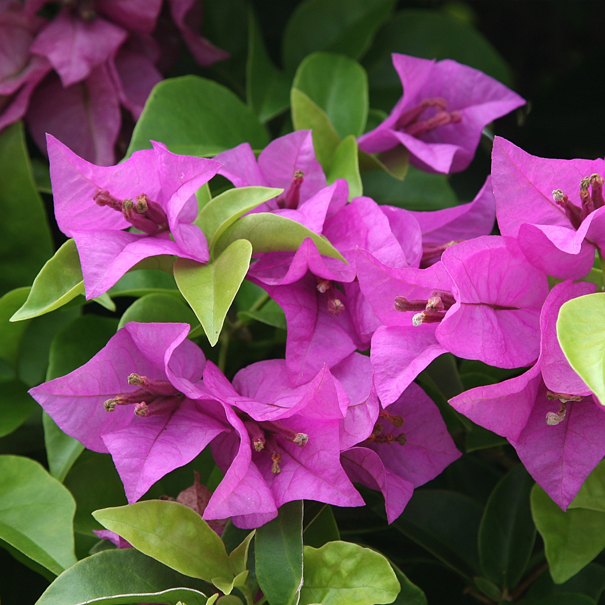  Bougainvillier Violet