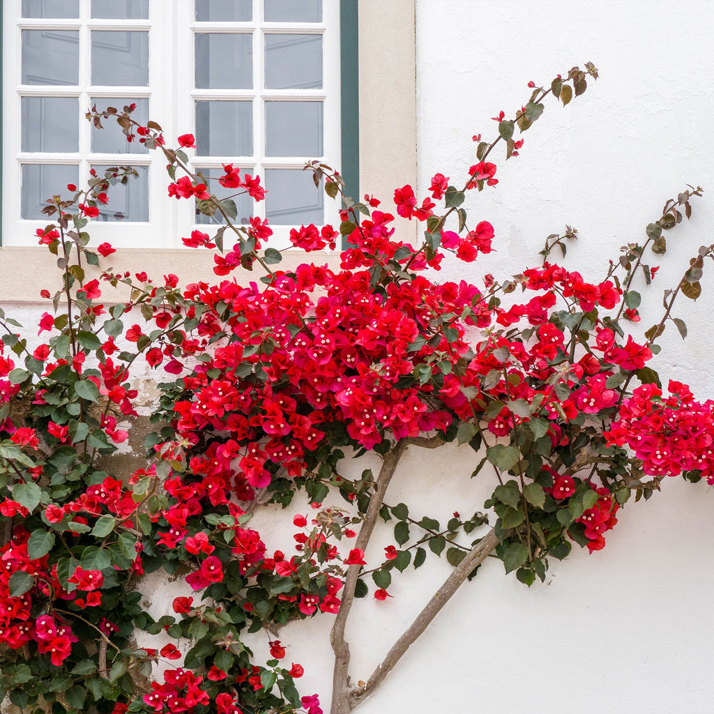  Bougainvillier Rouge