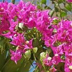  Bougainvillier Vera Deep Purple