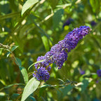  Collection D'arbres à Papillons : Royal Red, White Profusion, Empire Blue