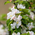  Pommier Sauvage