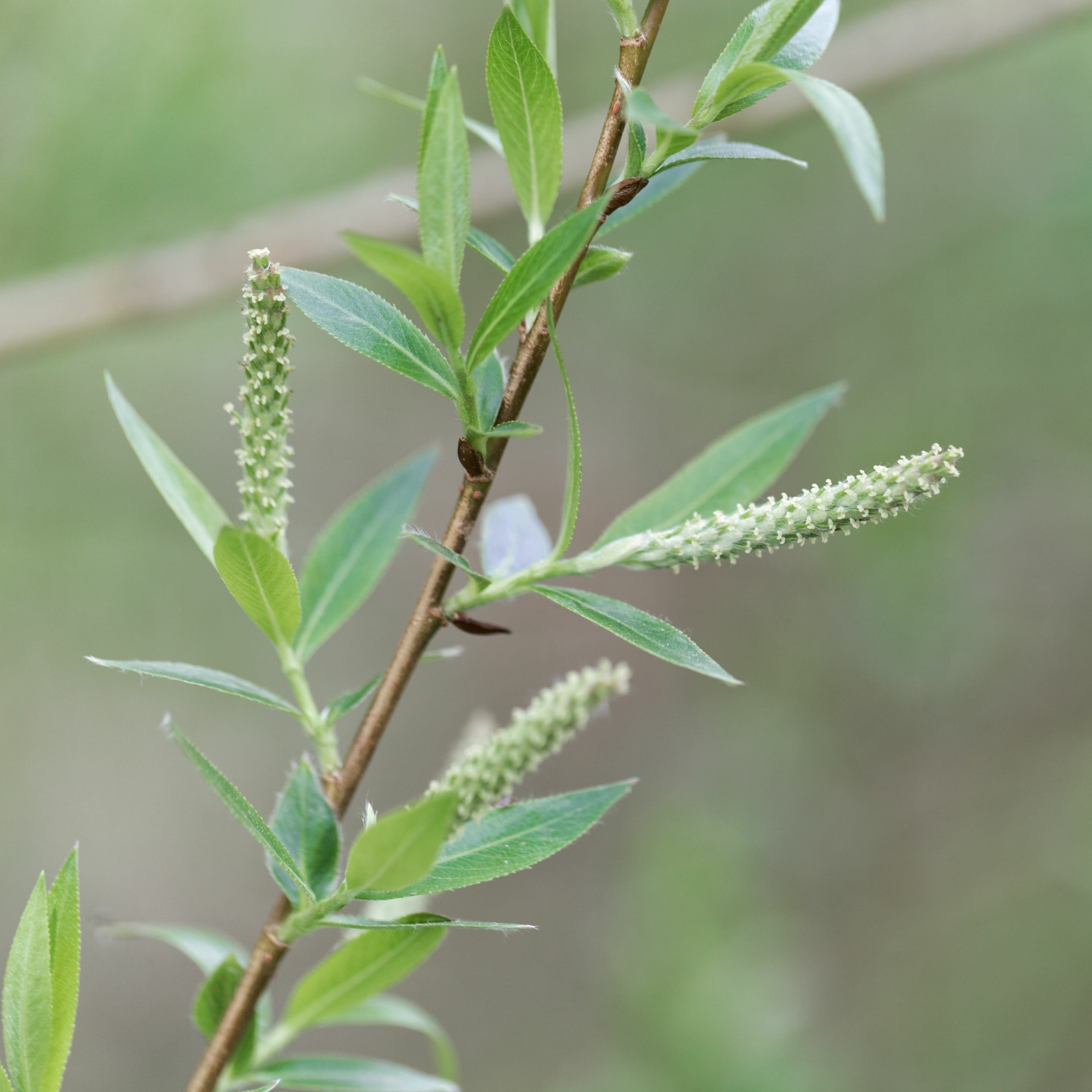  Saule - Osier Brun