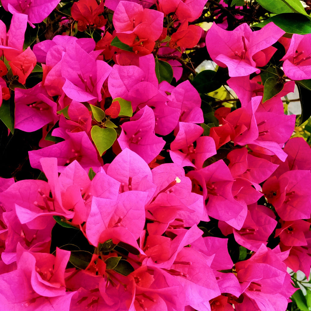  Bougainvillier Rose