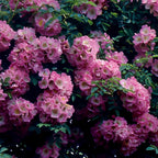  Collection De 2 Rosiers Lianes Immensee Blanc Et Petite Duchesse
