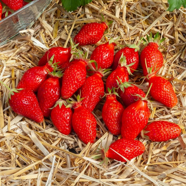  Fraisier Gariguette