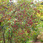  Pommier D'ornement Evereste Perpetu