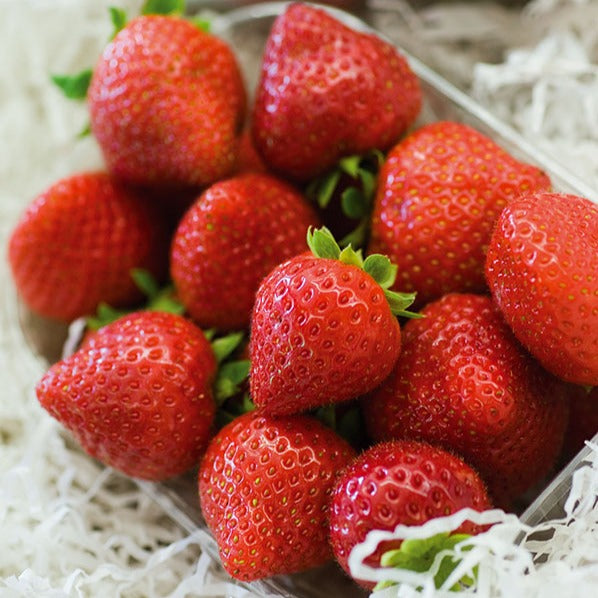  Fraisier Charlotte
