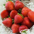  Fraisier Charlotte
