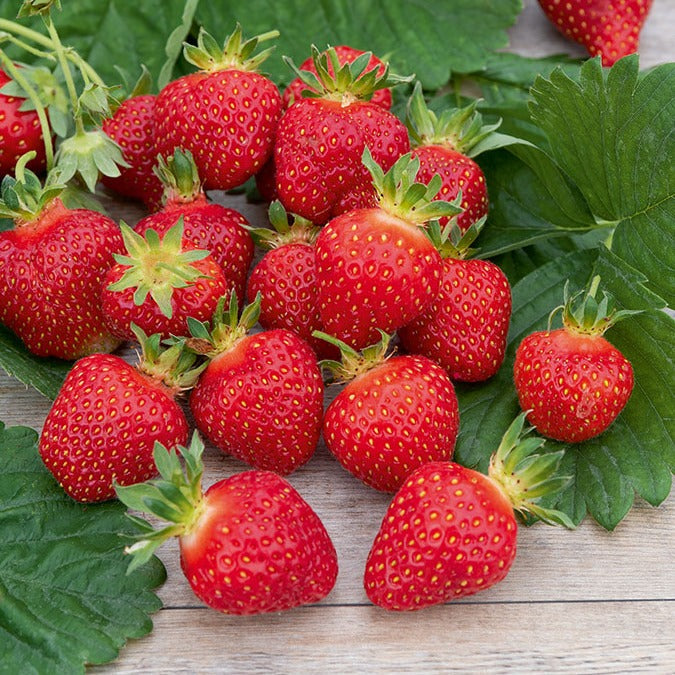  Fraisier Rubis Des Jardins