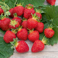  Fraisier Rubis Des Jardins