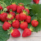  Fraisier Rubis Des Jardins