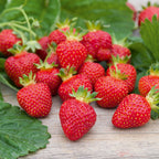  Fraisier Rubis Des Jardins