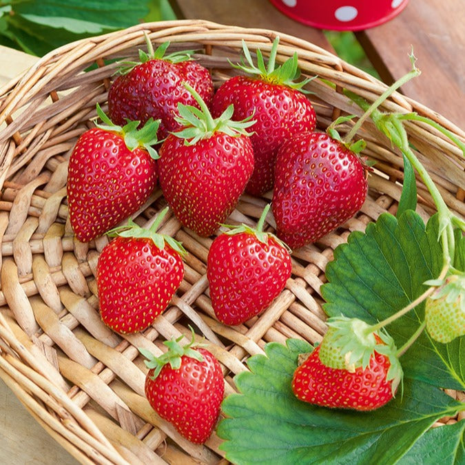  Fraisier Cirafine
