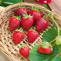  Fraisier Cirafine