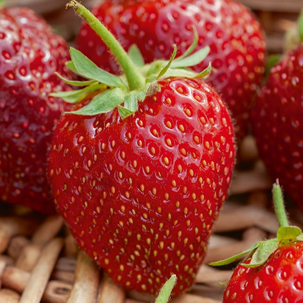  Fraisier Cirafine