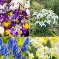  100 Bulbes De Fleurs Running Wild En Mélange