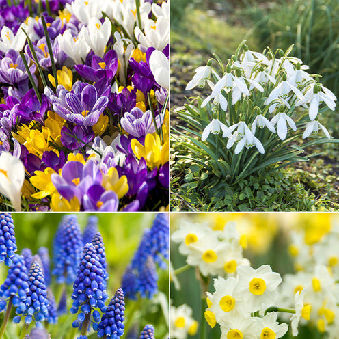  100 Bulbes De Fleurs Running Wild En Mélange