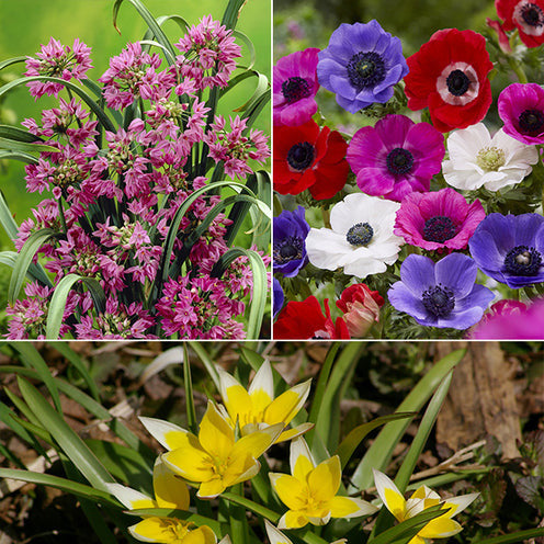  100 Bulbes De Fleurs Running Wild En Mélange