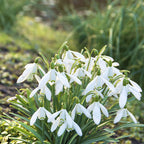  100 Bulbes De Fleurs Running Wild En Mélange