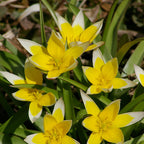  100 Bulbes De Fleurs Running Wild En Mélange