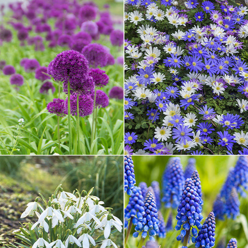  100 Bulbes De Fleurs 6 Mois De Fleurs En Mélange