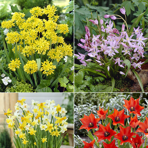  100 Bulbes De Fleurs 6 Mois De Fleurs En Mélange