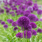  100 Bulbes De Fleurs 6 Mois De Fleurs En Mélange