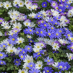  100 Bulbes De Fleurs 6 Mois De Fleurs En Mélange