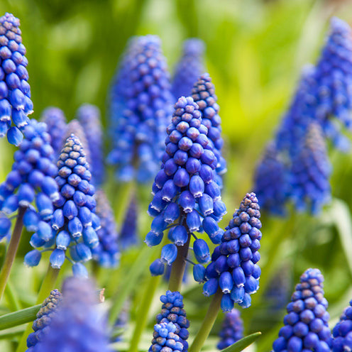  100 Bulbes De Fleurs 6 Mois De Fleurs En Mélange