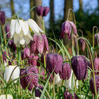  70 Bulbes De Fleurs Butterfly Food En Mélange