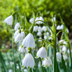  70 Bulbes De Fleurs Butterfly Food En Mélange