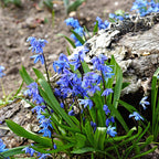  70 Bulbes De Fleurs Butterfly Food En Mélange
