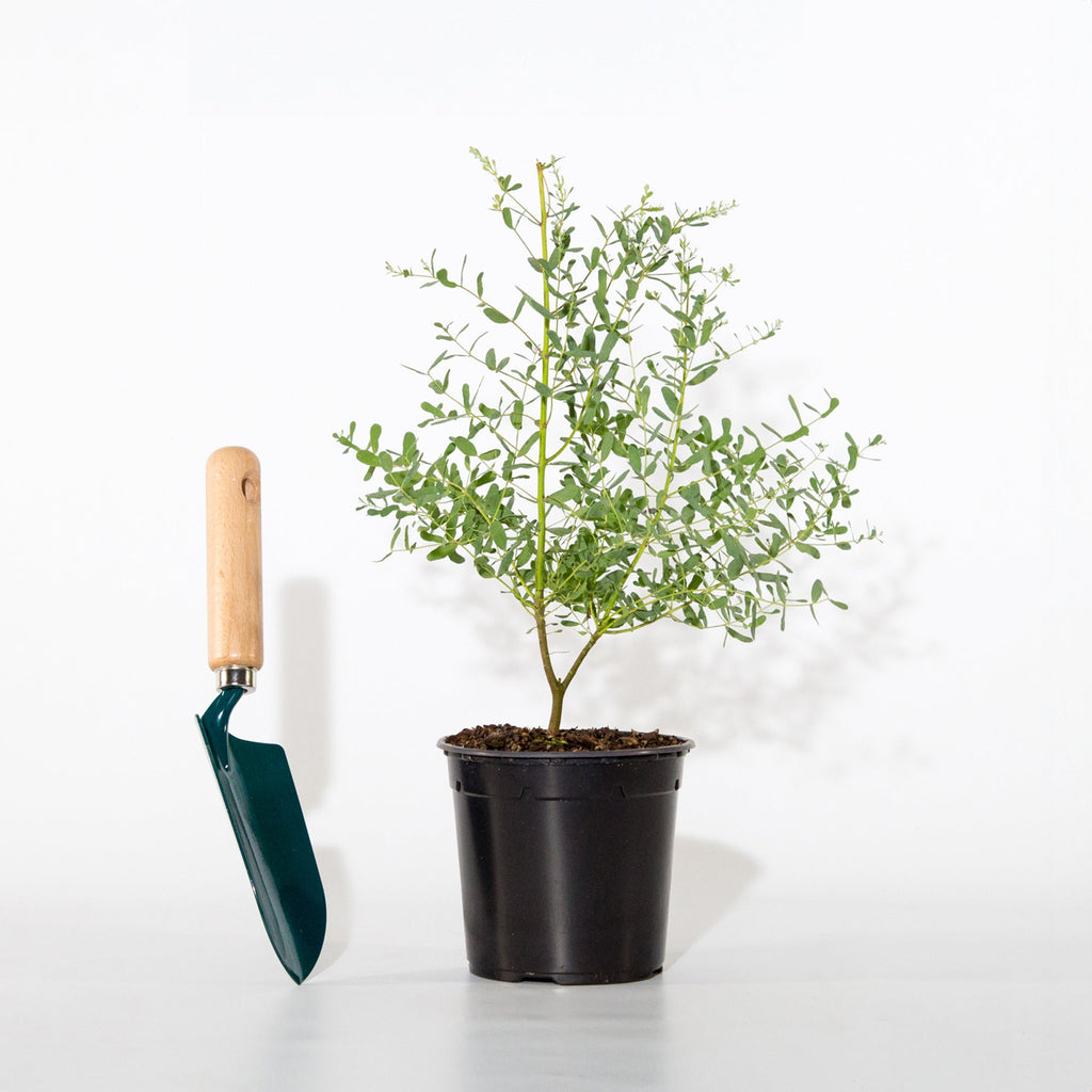  Eucalyptus Gunnii France Bleu ® Rengun