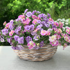  Collection De 6 Mini-pétunia Double Loopy
