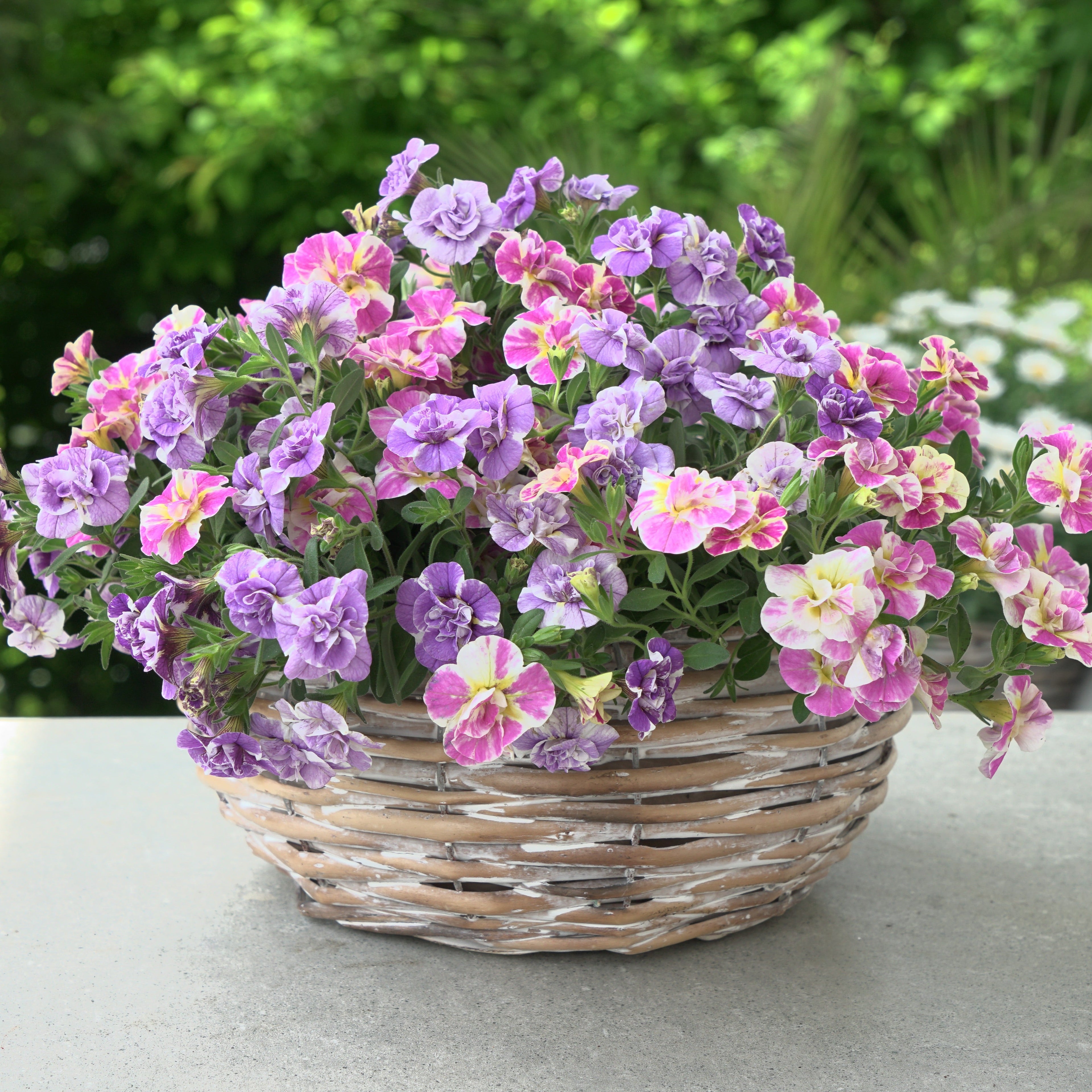  Collection De 6 Mini-pétunia Double Loopy