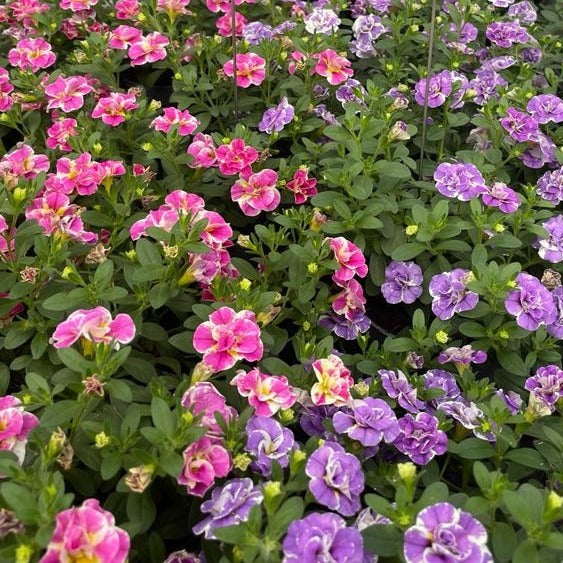  Collection De 6 Mini-pétunia Double Loopy