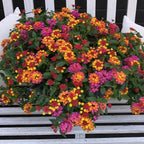  3 Lantana Passionfruit