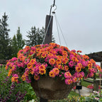  3 Lantana Passionfruit