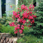  Rosier Pleureur Excelsa Sur Tige