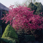  Pommier D'ornement Liset