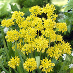  100 Bulbes De Fleurs 6 Mois De Fleurs En Mélange